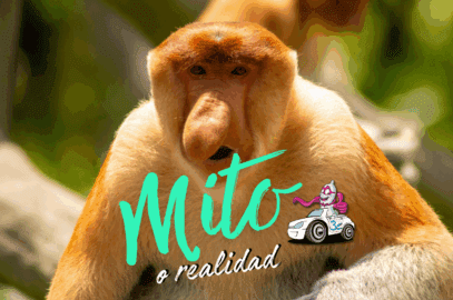 Babuino con nariz enorme – ¿mito o realidad sobre el tamaño del pene?